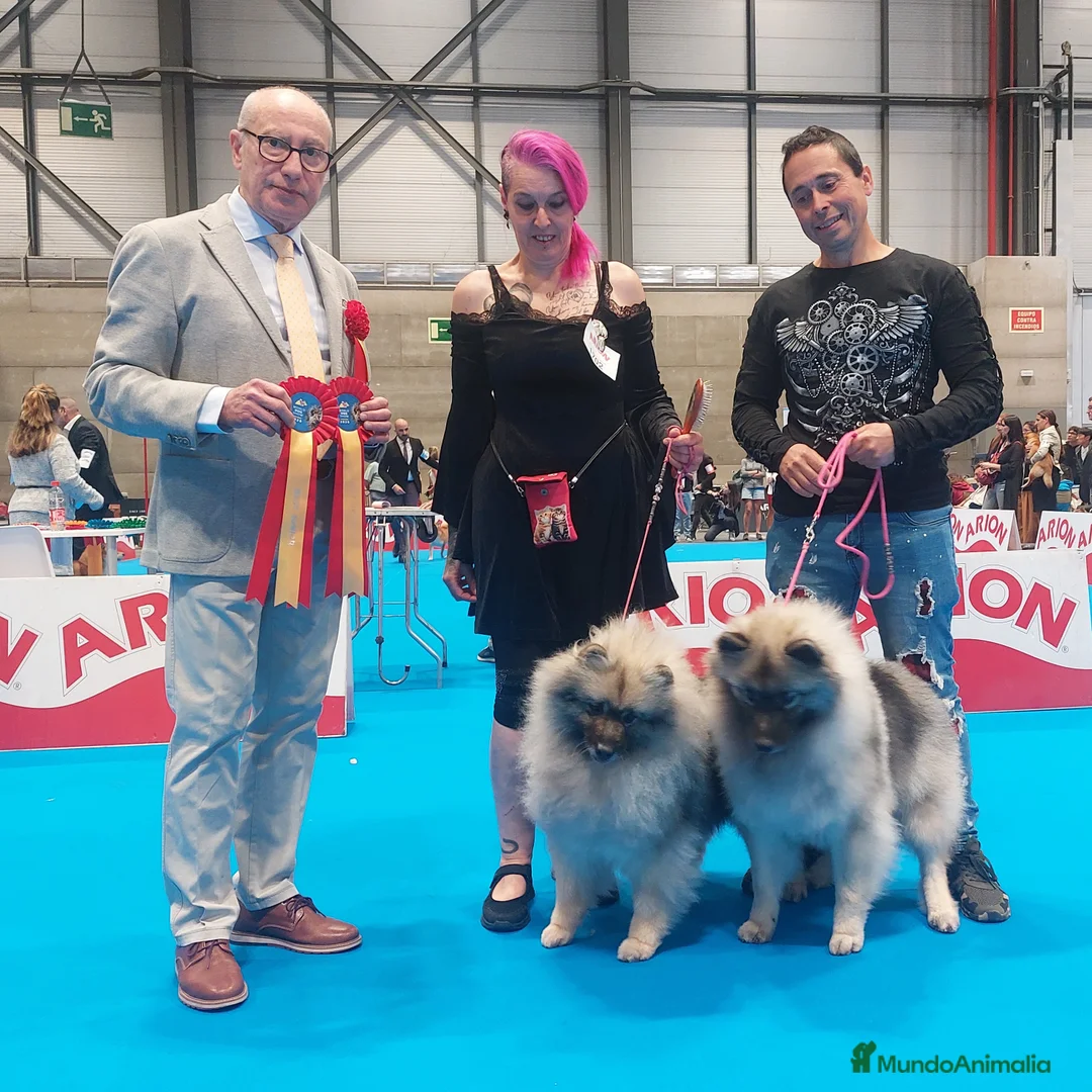 Imagen de galería {{count}}