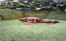 Teckel Miniatura perros en venta: teckel arlequín bronce  - Imagen 3