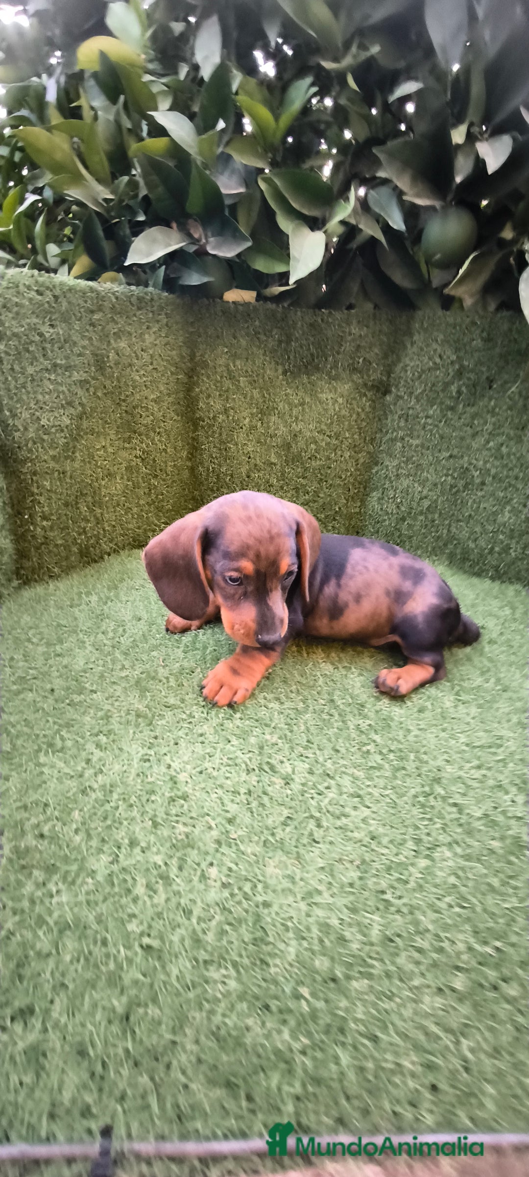 Teckel Miniatura perros en venta: teckel arlequín bronce  - Imagen 3