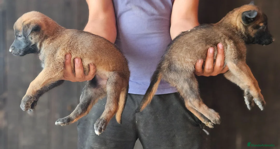 Pastor Belga Malinois perros en venta: Cachorros malinois - Anuncio 2