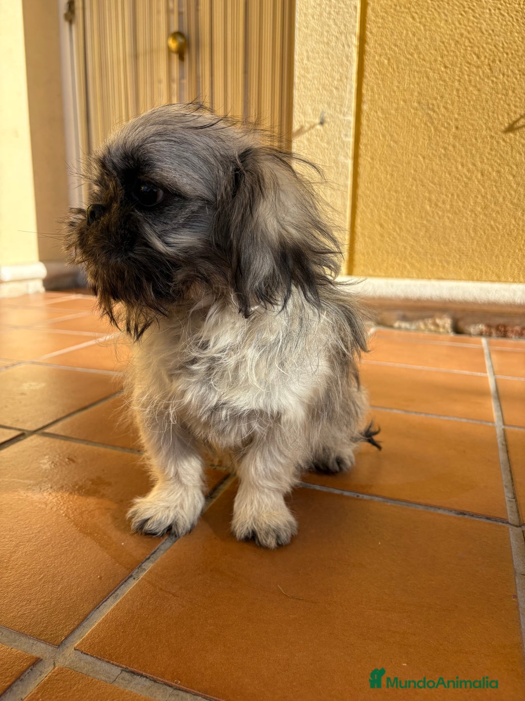Pekinés perros en venta: Pekines imperial hembra preciosa  - Anuncio 29