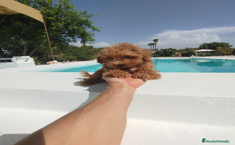 Maltipoo perros - Propaganda 4