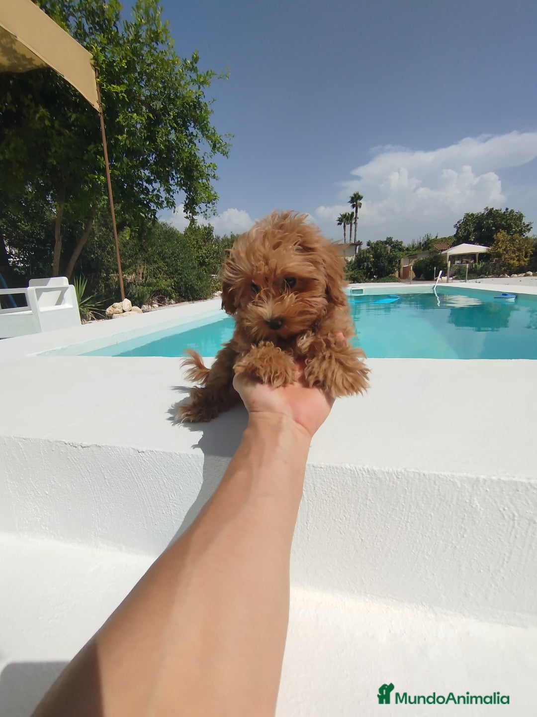 Maltipoo perros en venta: Maltipoo  - Imagen 1