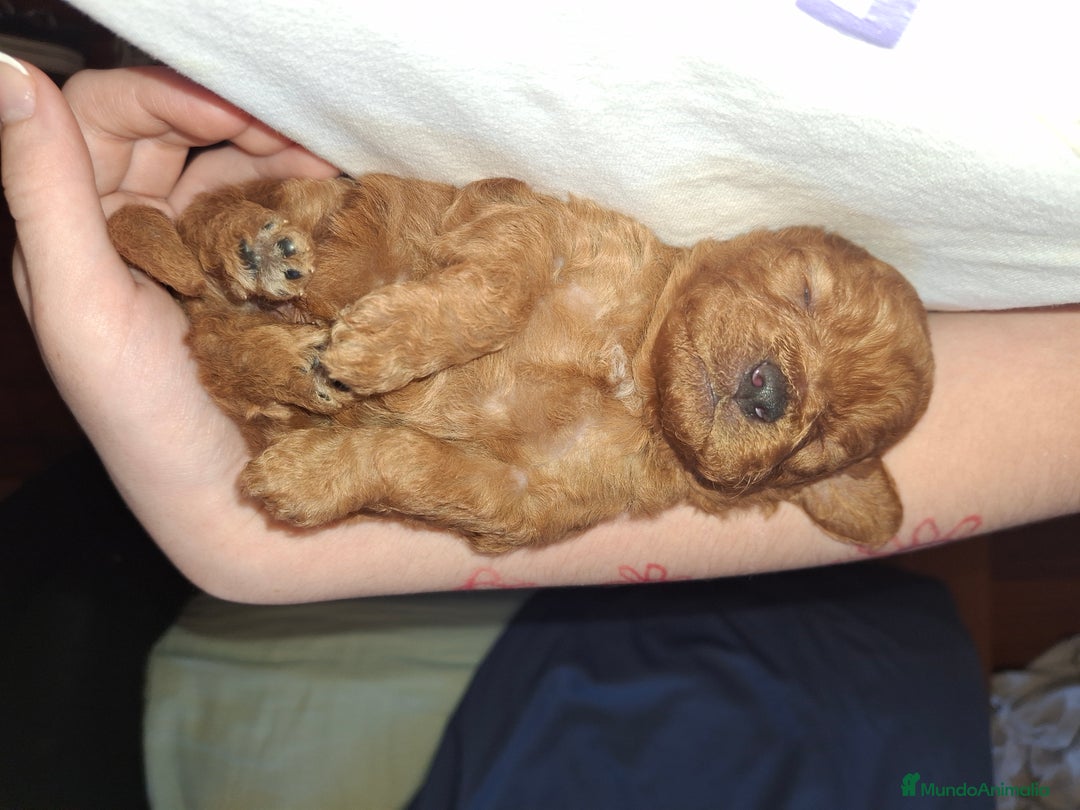 Caniche Toy perros en venta: Caniche Toy - Imagen 5