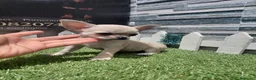 Chihuahua perros en venta: Chihuahua  - Anuncio 1