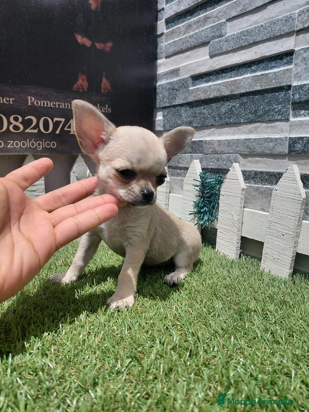 Chihuahua perros en venta: Chihuahua  - Anuncio 1