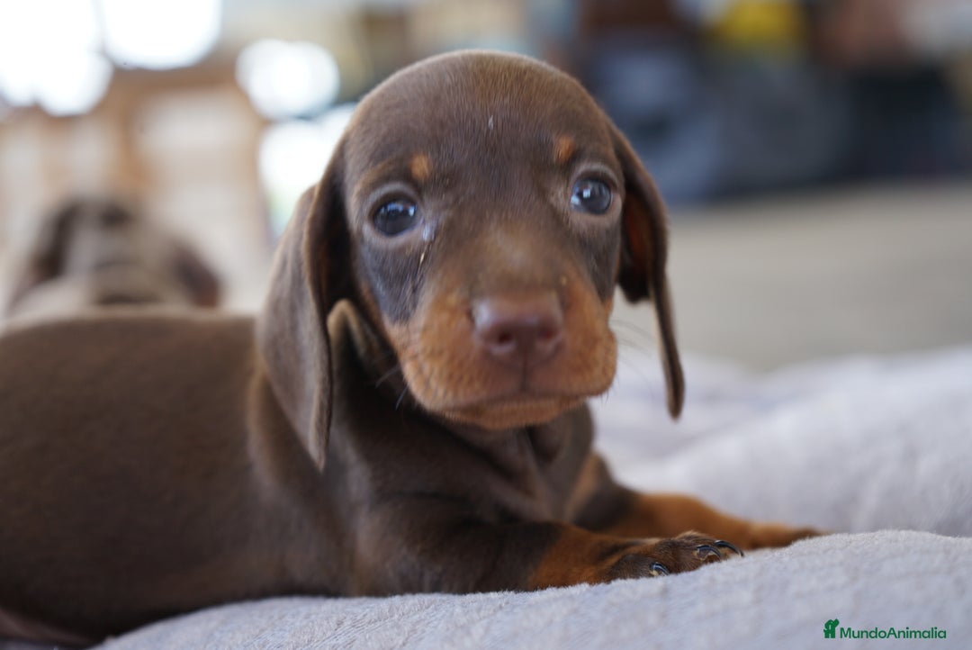 Teckel Miniatura perros en venta: ✨ Presentamos a Lola, teckel miniatura chocolate ✨ - Imagen 9