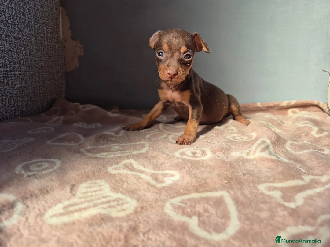 Pinscher Miniatura perros en venta: Pinscher Miniatura Merle Azul Cachorros  - Anuncio 6