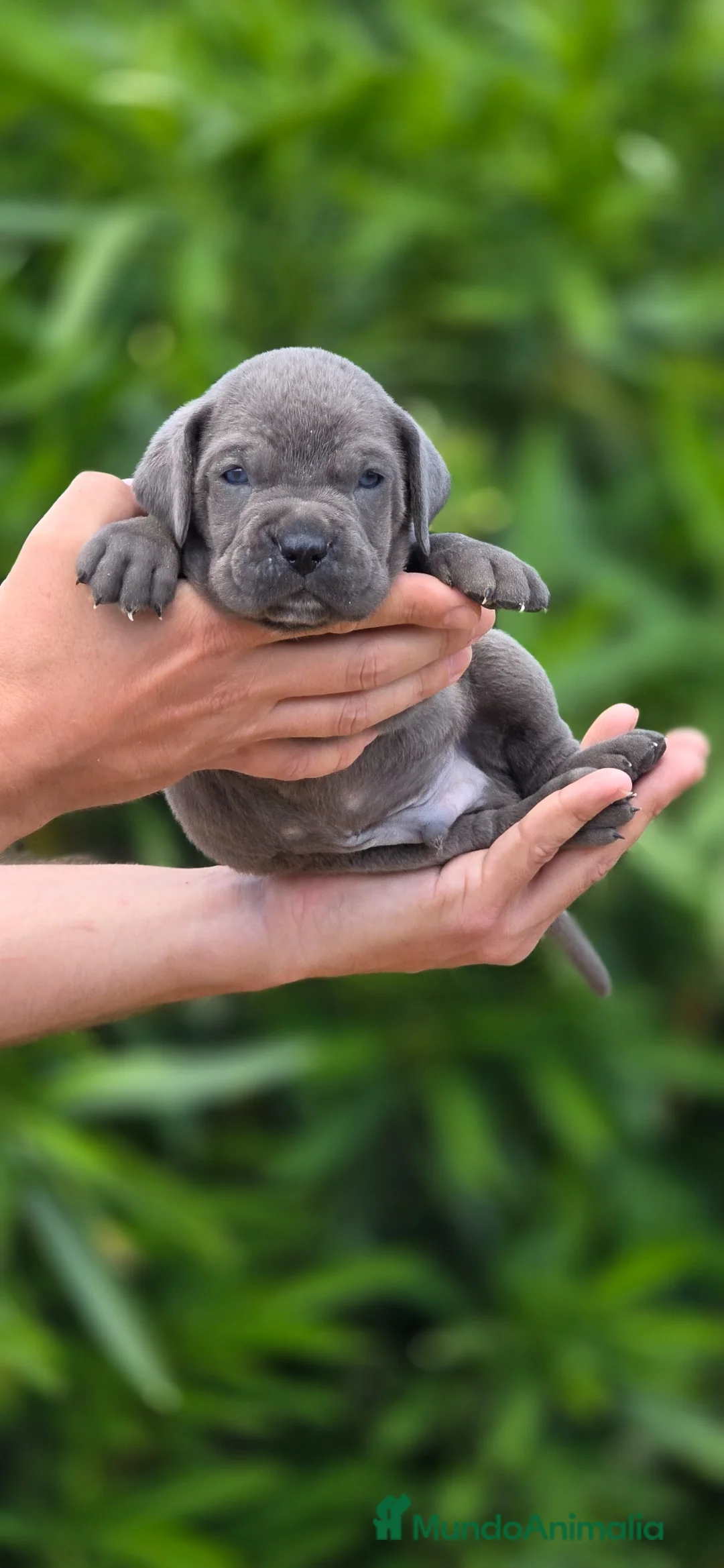 Cane Corso perros en venta: Cachorros de Cane Corso - Anuncio 9