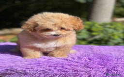 Maltipoo perros en venta: Maltipoo camada - Imagen 7