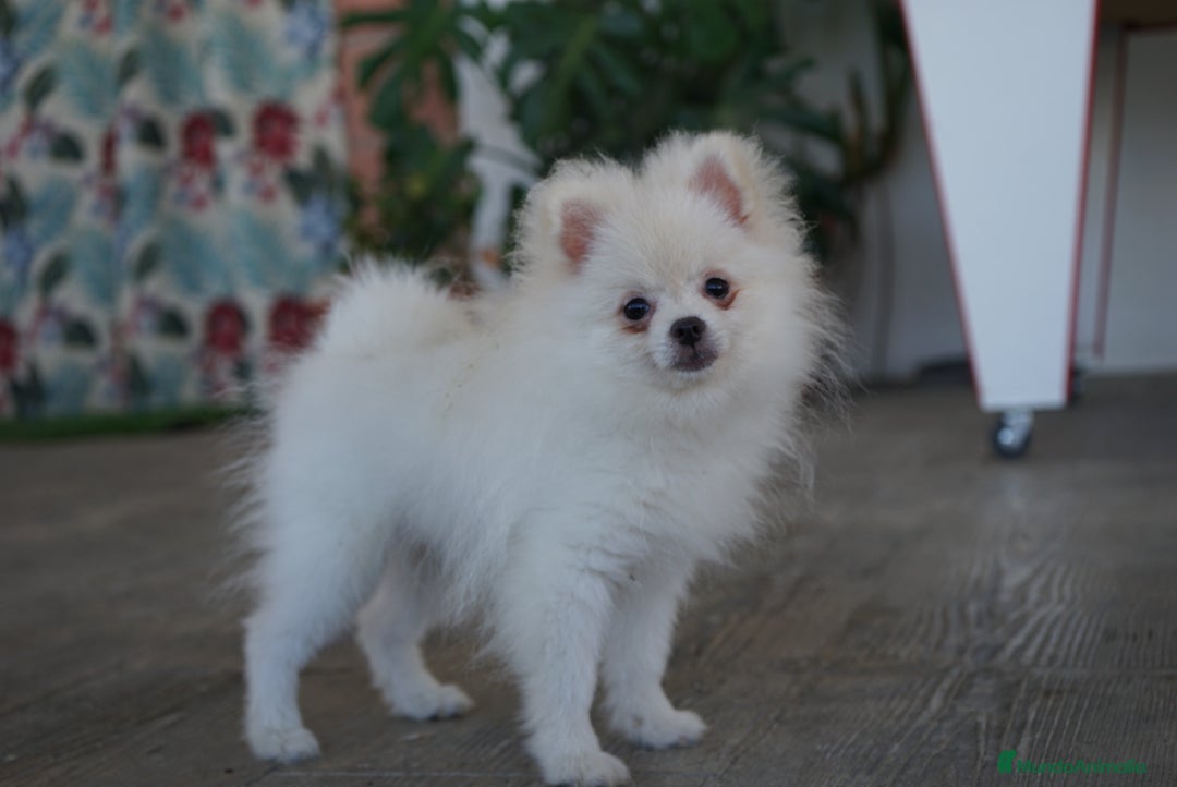 Pomerania perros en venta: 🐾 Frosty – Pomerania blanco mini toy ❄️ - Imagen 3