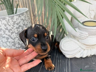 Teckel Miniatura perros - Anuncio 1