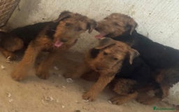 Airedale Terrier perros en venta: Airedale terrier - Imagen 1