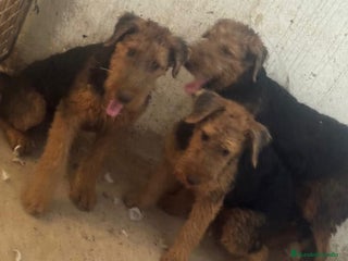 Airedale Terrier perros - Anuncio 3