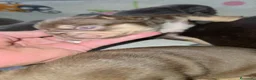 Bulldog Francés perros en venta: Bulldog francés  - Anuncio 6
