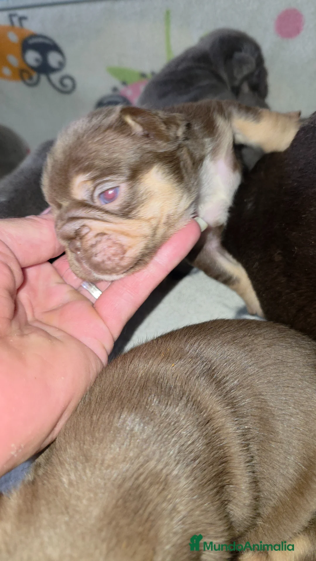 Bulldog Francés perros en venta: Bulldog francés  - Anuncio 6