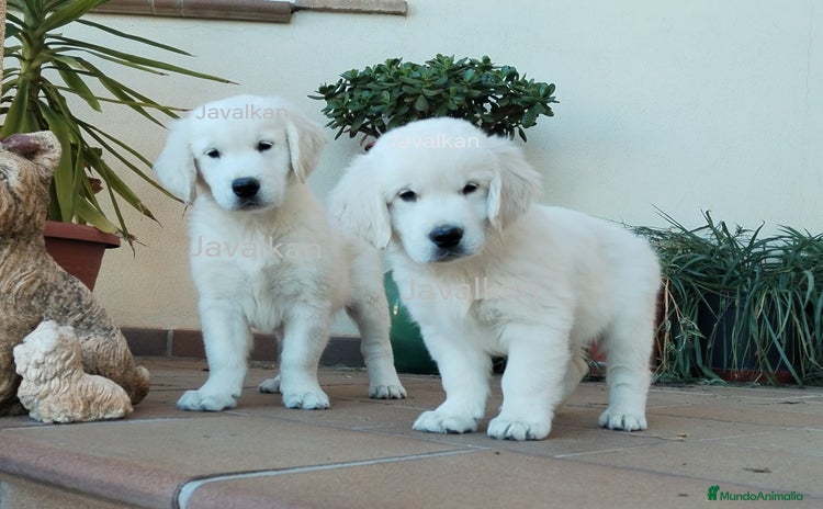 Golden Retriever perros - Anuncio 8