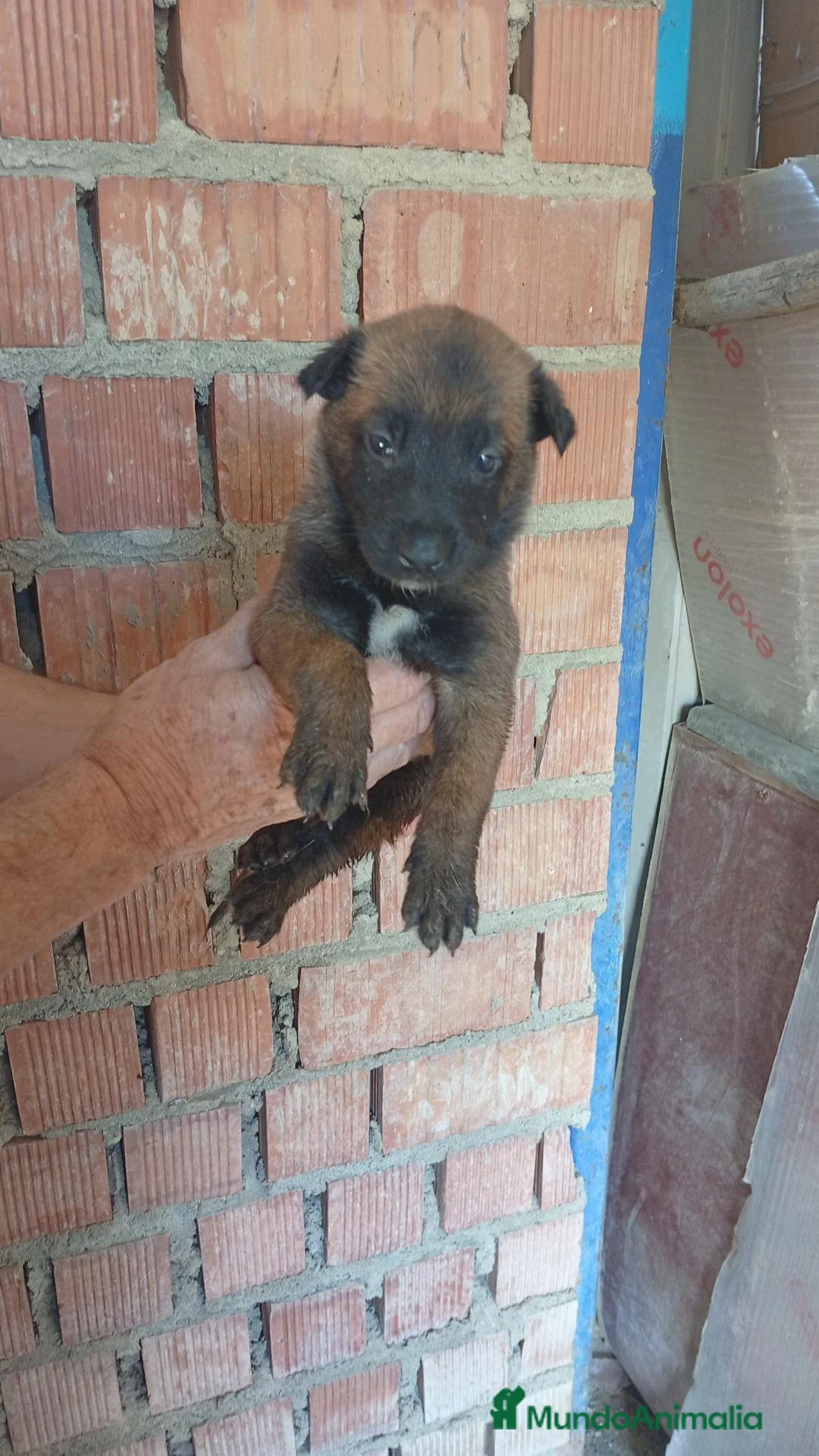 Pastor Belga Malinois perros en venta: Disponible Pastor belga Malinois para reservar  - Anuncio 2