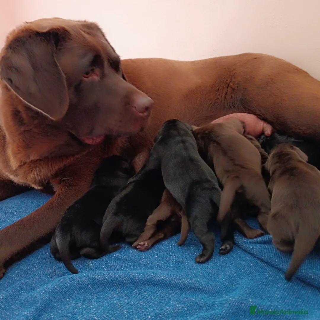 Imagen de galería {{count}}