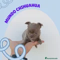 Chihuahua Cachorro 4