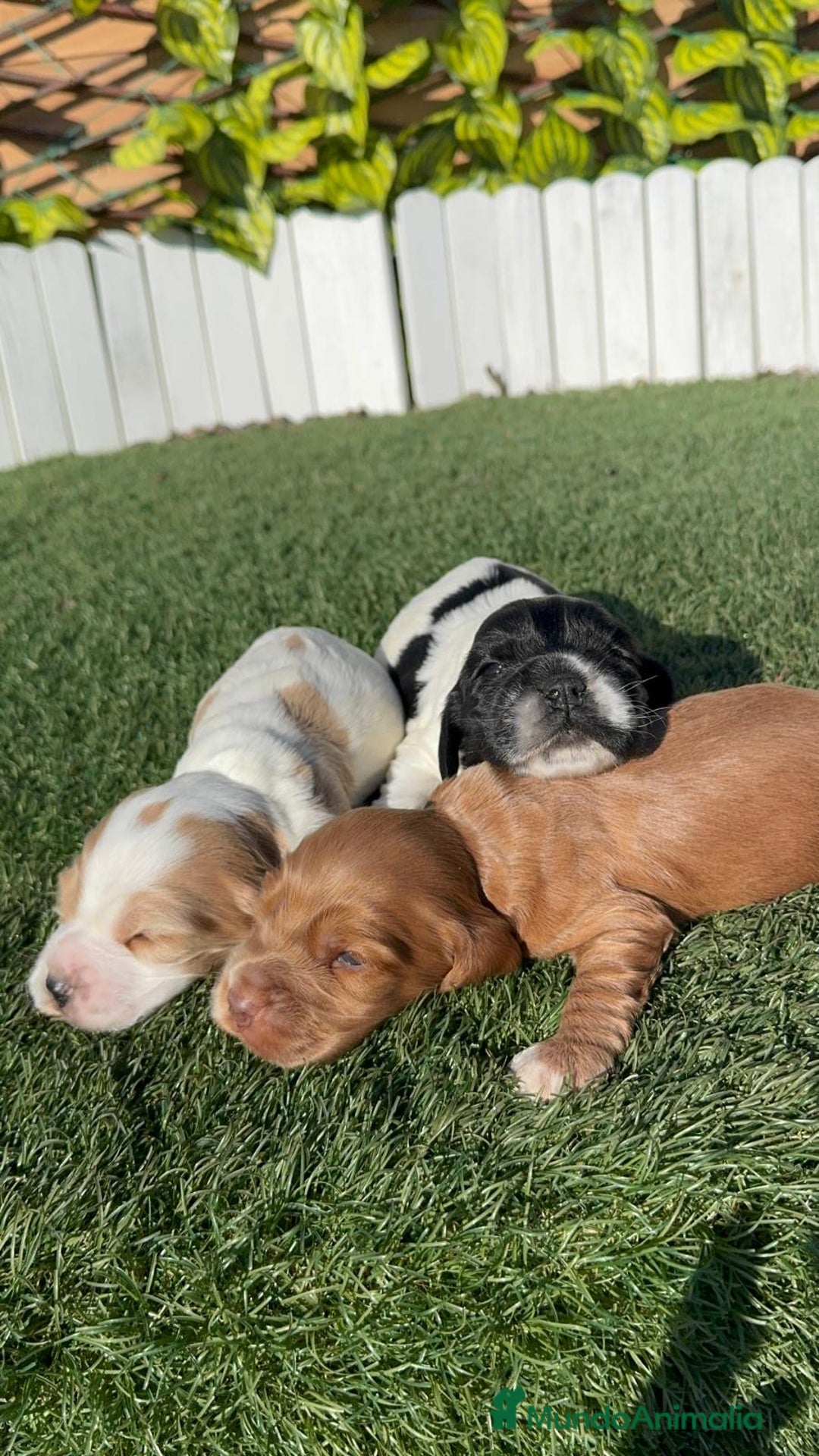 Cocker Spaniel Inglés perros en venta: COCKER SPANIEL INGLES - Anuncio 7