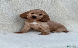 Cocker Spaniel Inglés perros en venta: Cocker spaniel  - Imagen 2