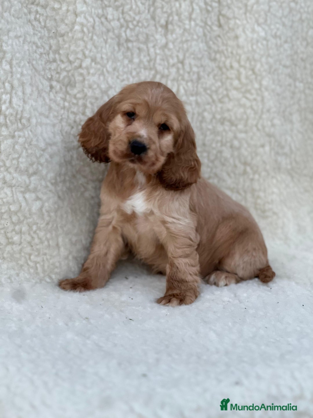 Cocker Spaniel Inglés perros en venta: Cocker spaniel  - Imagen 2