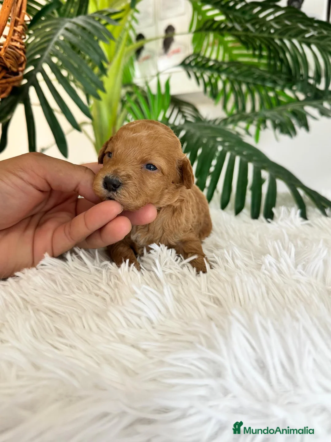 Caniche Toy perros en venta: CANICHE TOY - Anuncio 17