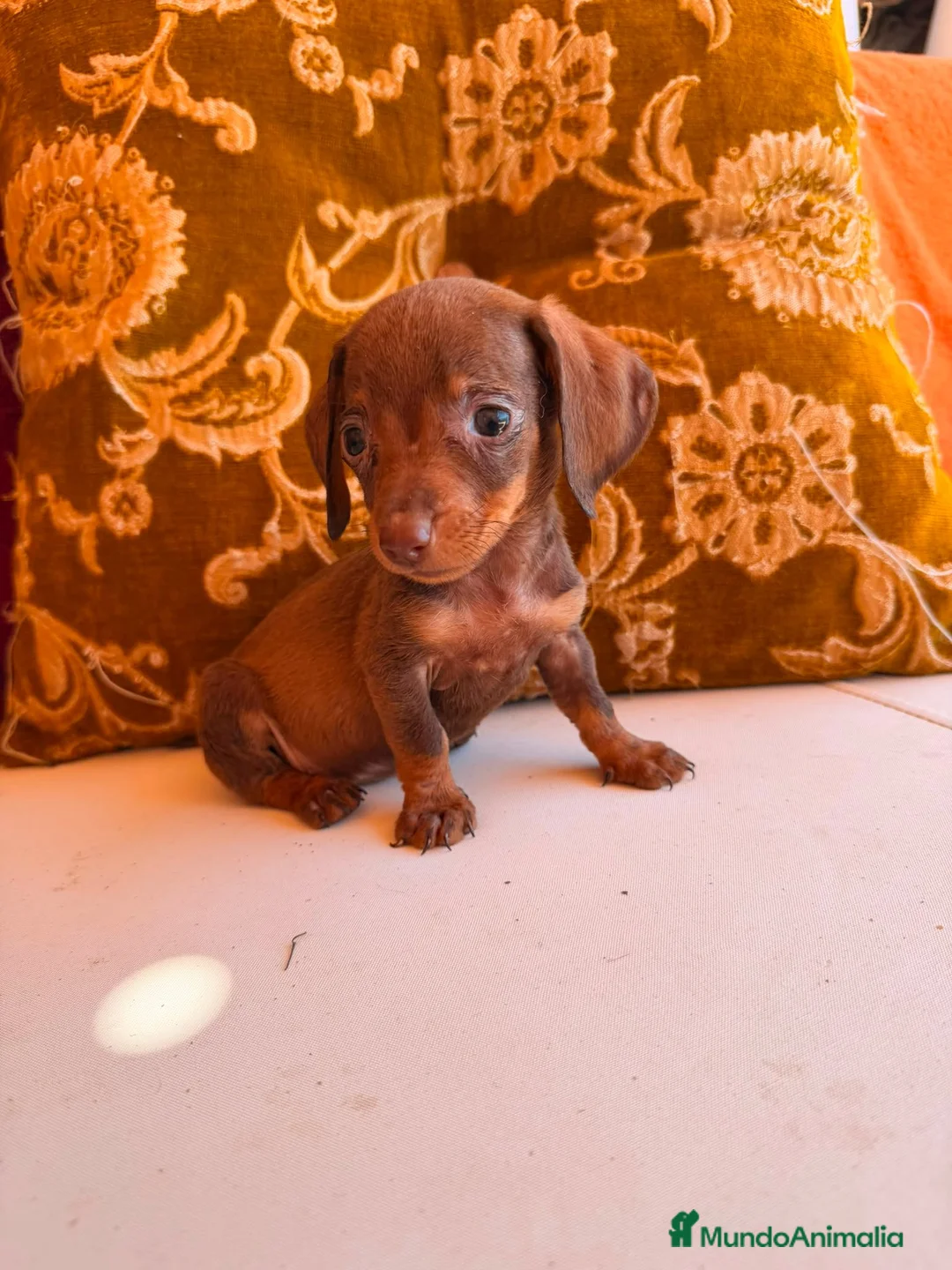 Teckel Miniatura perros en venta: TECKEL HEMBRA CHOCOLATE – TAMAÑO KANINCHEN - Anuncio 2