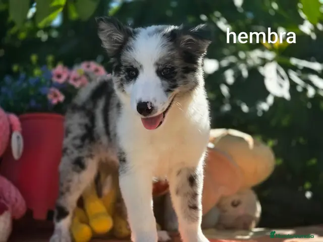 Border Collie perros en venta: Border collie listos para entregar - Anuncio 3