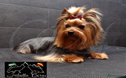 Yorkshire Terrier perros en venta: Yorkshire  - Imagen 13
