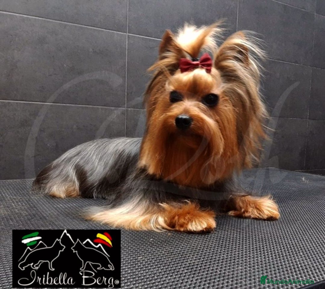 Yorkshire Terrier perros en venta: Yorkshire  - Imagen 13