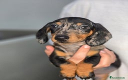 Teckel Miniatura perros en venta: Teckel arlequin plata  - Imagen 1