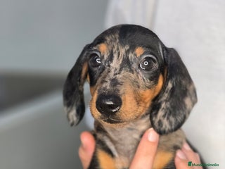 Teckel Miniatura perros - Anuncio 37