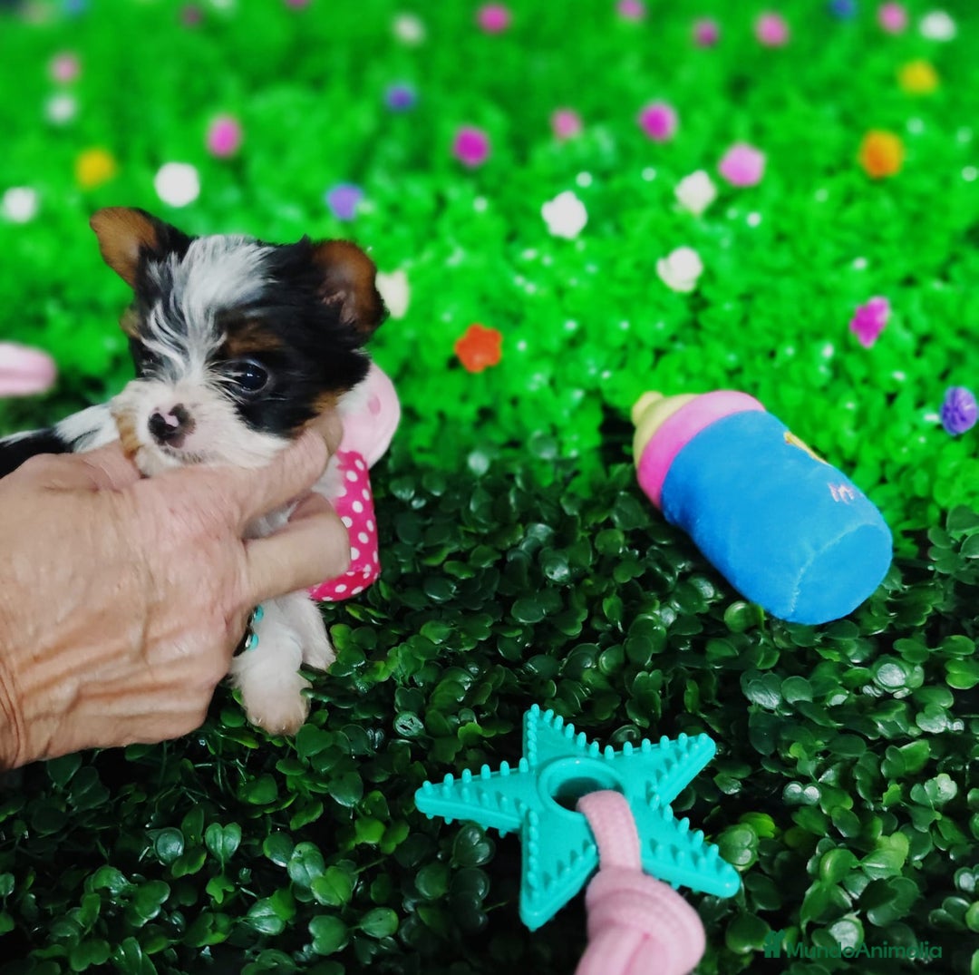 Biewer Yorkshire Terrier a la Pom Pon perros en venta: Yorkshire biewer toy  - Anuncio 12