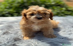 Cavapoo perros en venta: Cavapoo macho   - Imagen 4