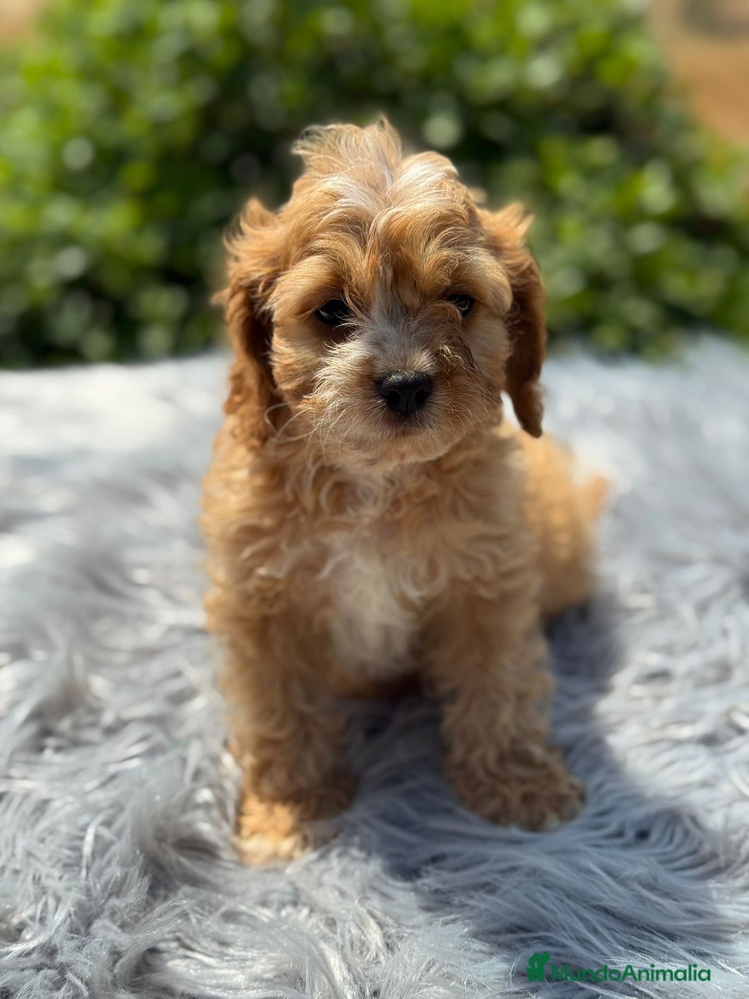 Cavapoo perros en venta: Cavapoo macho   - Imagen 4