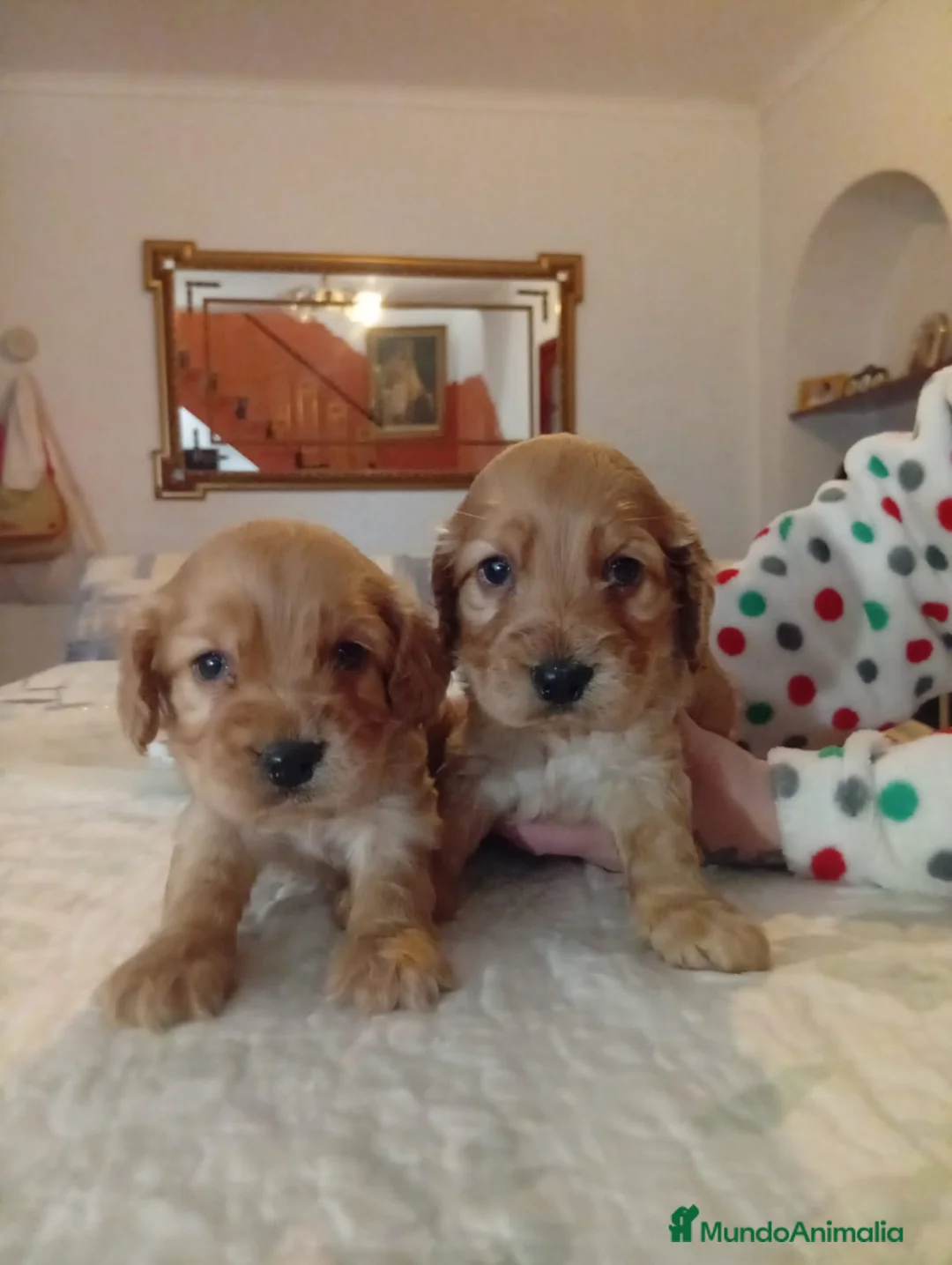 Cocker Spaniel Inglés perros en venta: Cocker spaniel inglés  - Anuncio 2