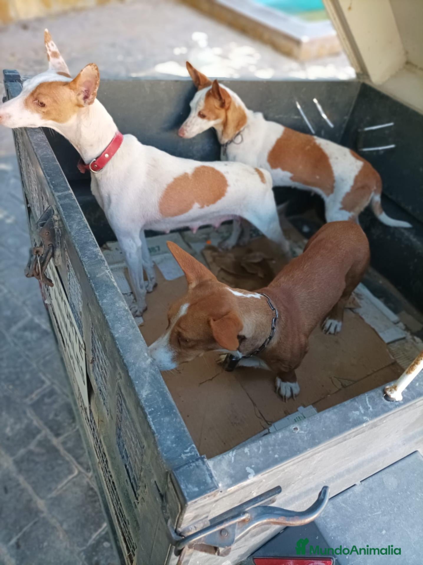 Raza Mixta perros en venta: Podenco x maneto - Anuncio 2