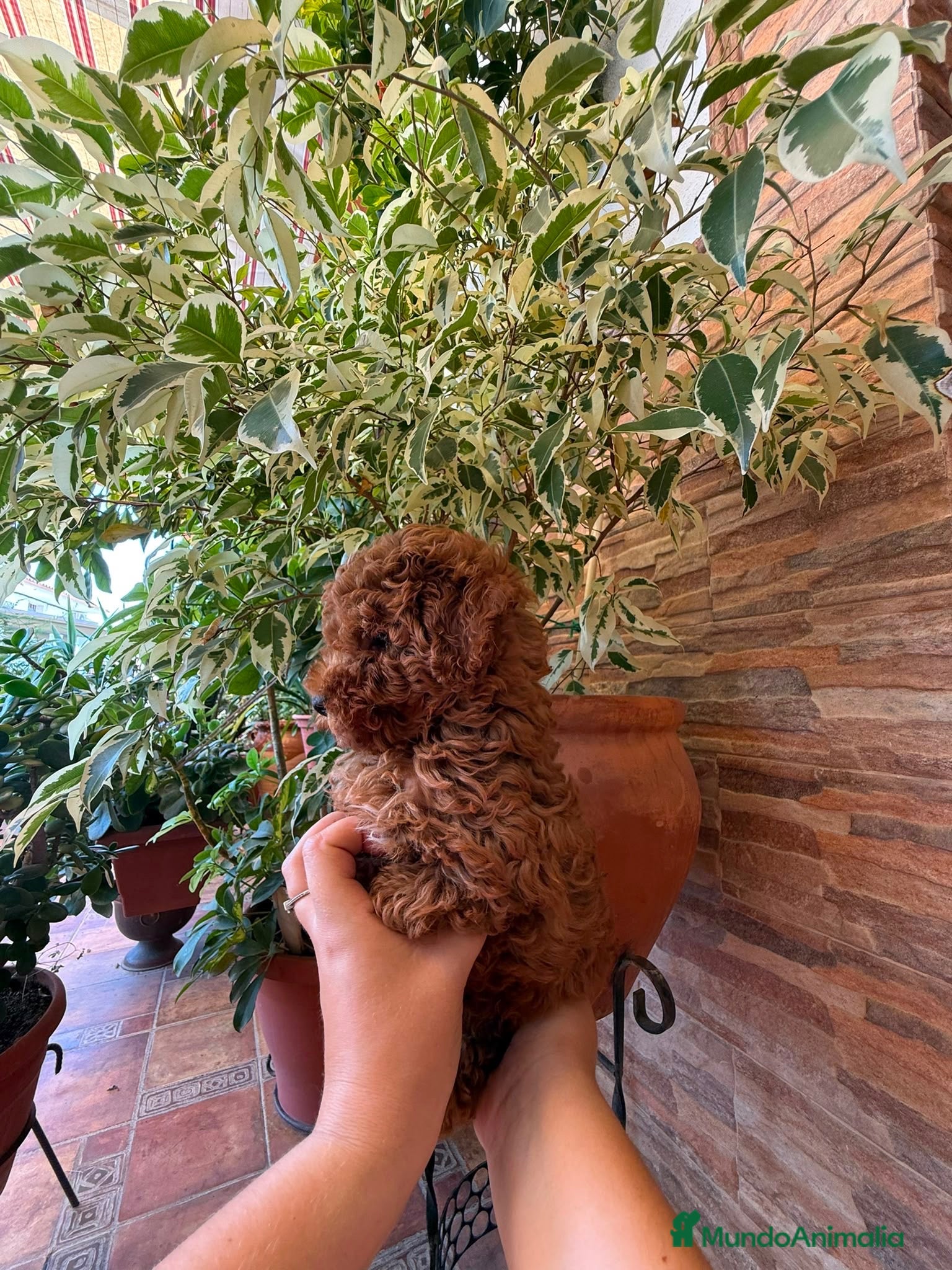 Caniche Toy perros caniche toy  - Anuncio 3