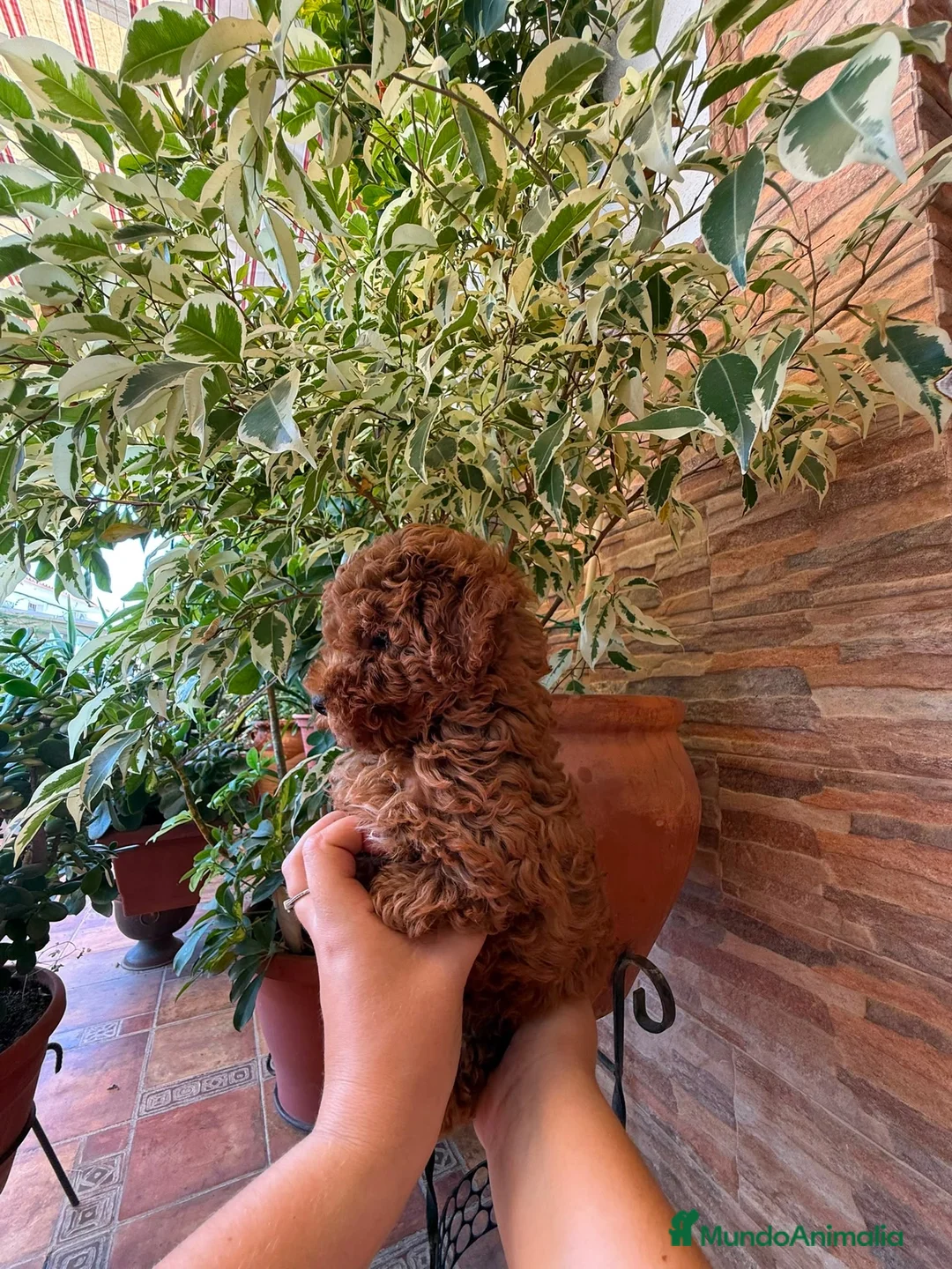 Caniche Toy perros en venta: caniche toy  - Anuncio 1