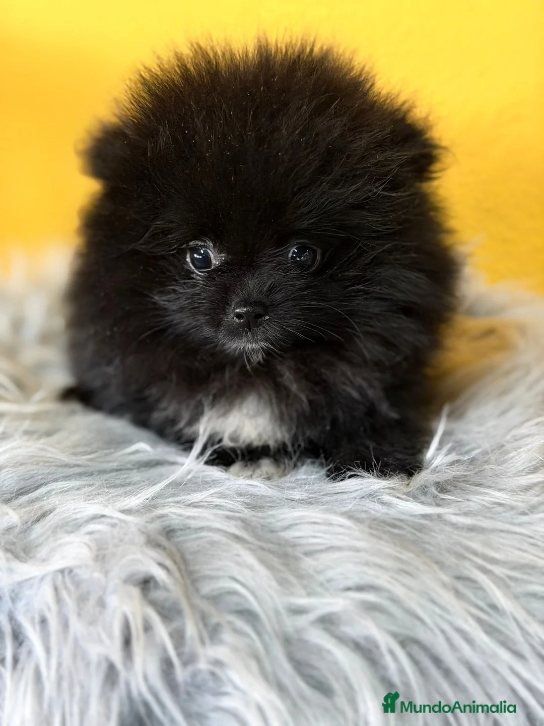 Pomerania perros en venta: Pomerania  - Anuncio 5