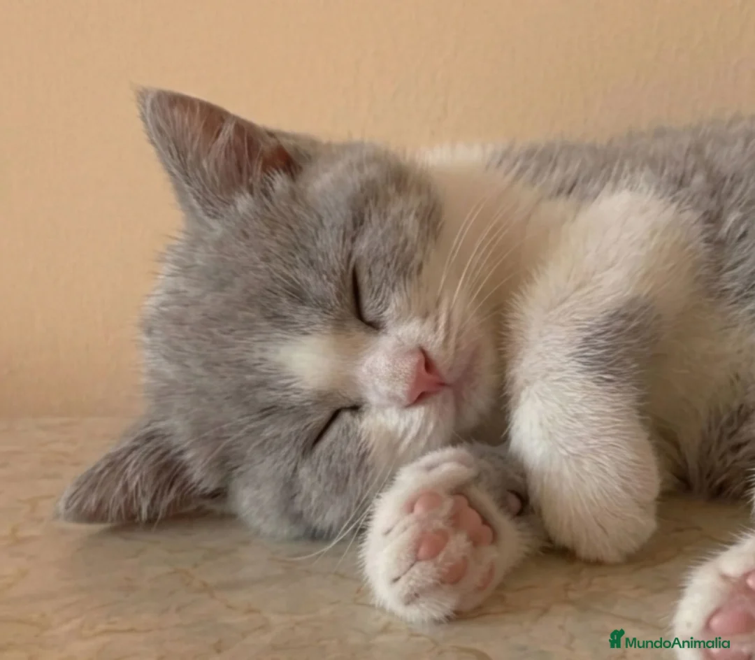 Británico de Pelo Corto gatos en venta: GATOS BRITANICO PELO CORTO BICOLOR - Anuncio 2