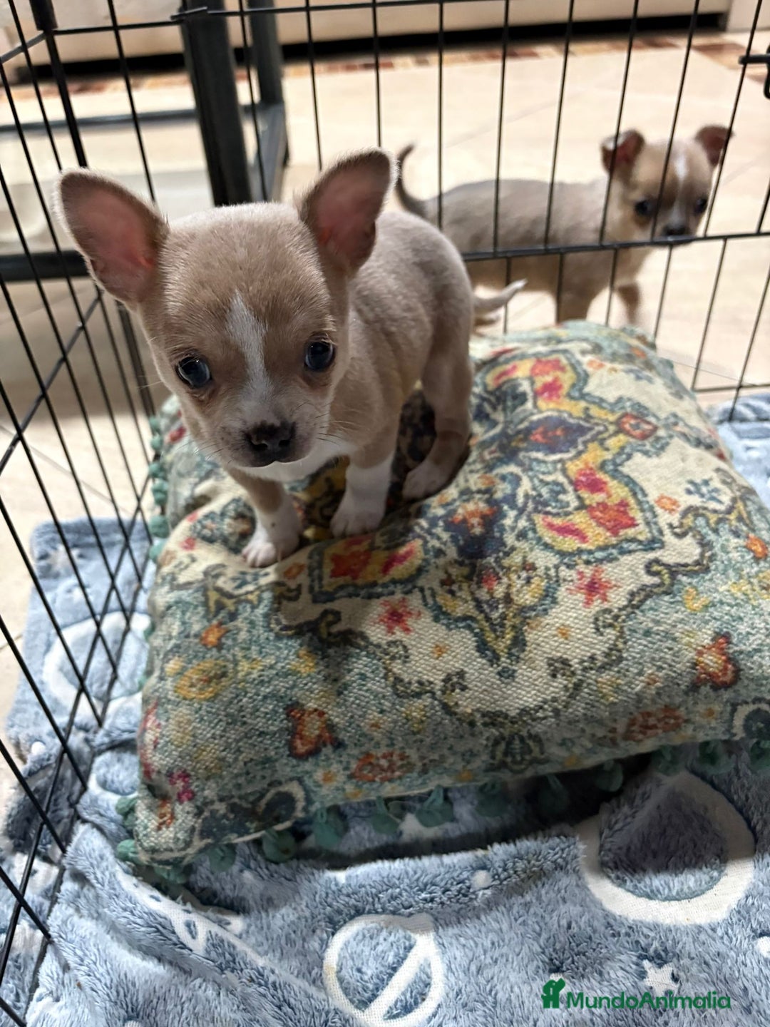 Chihuahua perros en venta: chihuahua toy marron blue ojos azules  - Anuncio 1