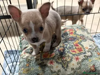 Chihuahua perros chihuahua toy marron blue ojos azules - Anuncio 32