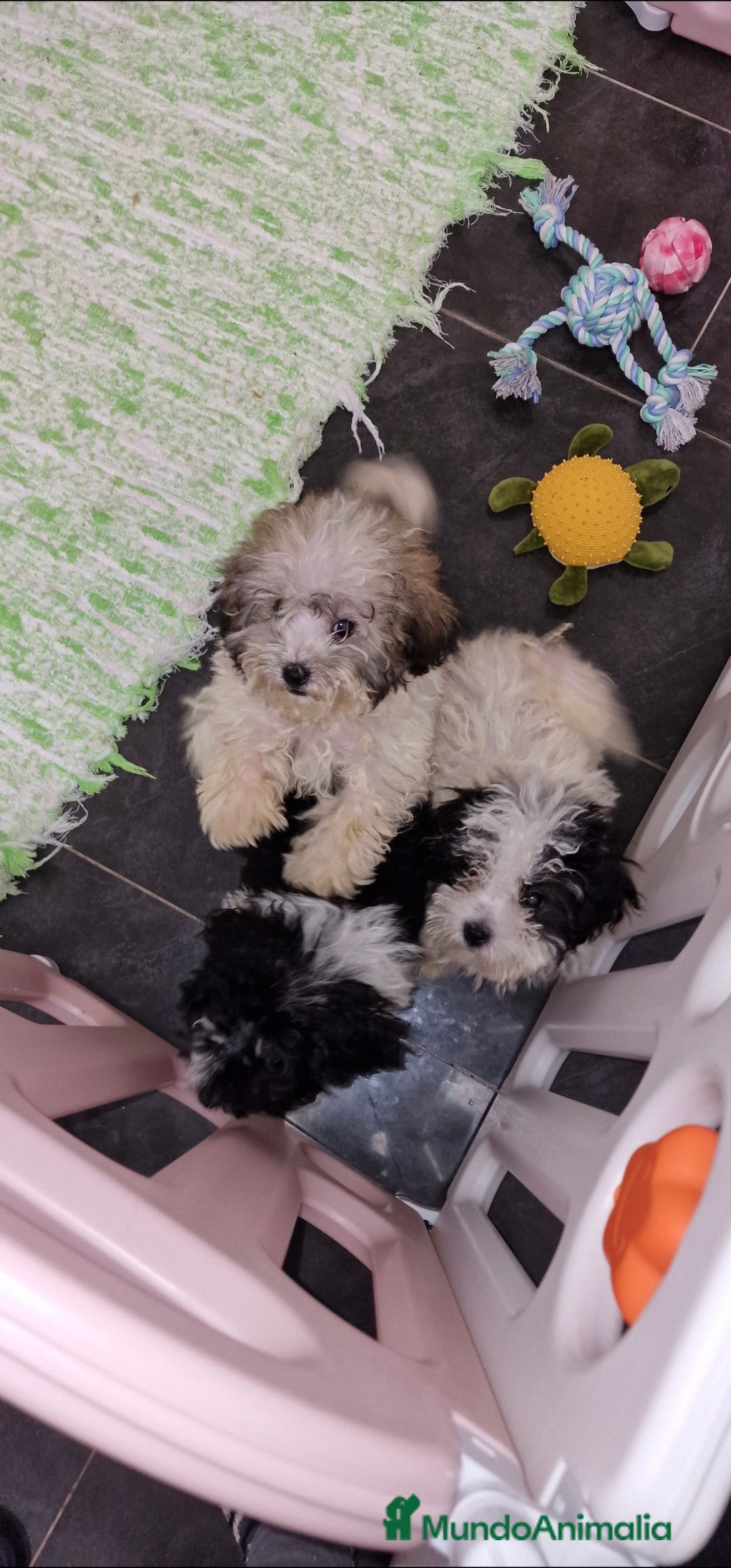 Caniche Toy perros en venta: CANICHE TOY PARTICOLOR MACHOS - Imagen 2