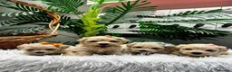 Maltipoo perros en venta: MALTIPOO - Anuncio 2
