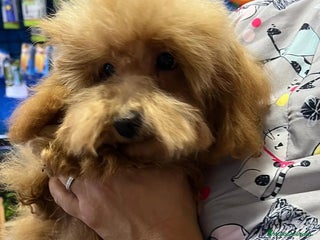 Caniche Toy perros Última caniche toy roja - Anuncio 27