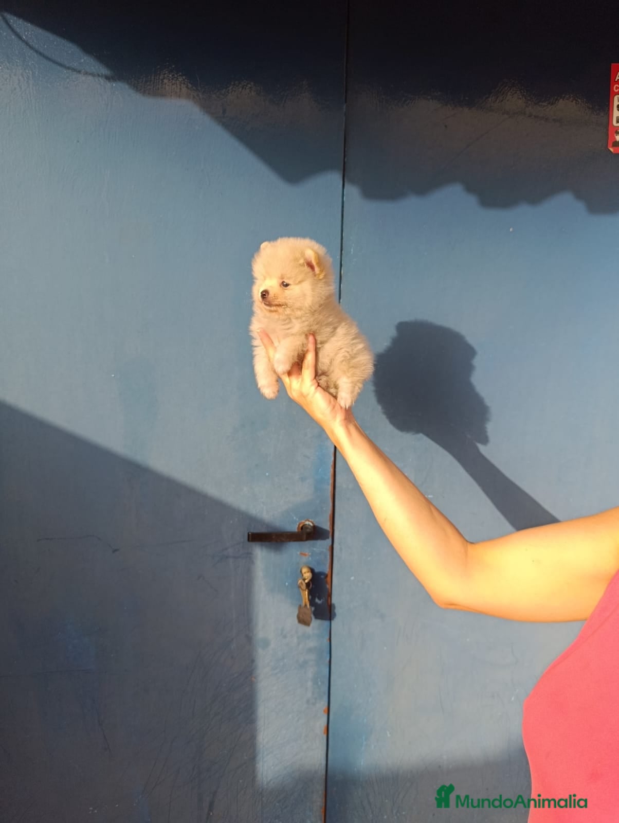 Pomerania perros Pomerania ositos toy  - Anuncio 19