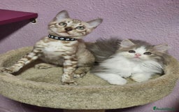 Kurilean Bobtail de Pelo Corto gatos en venta: Hembra Exótica y Hembra Kurilian - Imagen 6